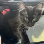 Yael Grobglas Instagram - Welcome home my new furry lil man, Noam! ❤️ 🐈‍⬛