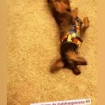 Yamila Reyna Instagram - Adivinen quien está de cumpleaños!!!🐶🎈 @elchangoernes Una década de vida mi fiel compañero, espero estés teniendo una vida feliz como la que me das tú cada día ! Feliz cumple Don Ernes y que cumplas muchos más! Te amo infinito🐶❤️