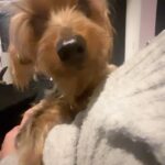 Yamila Reyna Instagram - El es Tayson, el primo de don Ernesto. Parece que no lo quiere mucho😂 Y TÚ, ¿CÓMO TE LLEVAS CON TUS PRIMOS? 🙄 📲 Etiqueta a tu primo favorito!