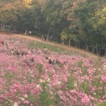 Yeo Joo-ha Instagram - Things that caught my interest N the moments which how i sent this fall