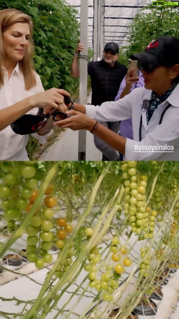 Yolanda Andrade Instagram - Sinaloa es el productor líder en la producción nacional de tomate y es el mayor exportador. 🍅 #yosoysinaloa Gracias! #Kaliroy fresh #NavolatoSinaloa @yolandaamor @montserrat33