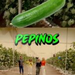 Yolanda Andrade Instagram – Pepinos 🥒
Gracias #flowerproduce 
#yosoysinaloa

Las características del suelo, infraestructura de producción, empaque y el uso de riego de alta tecnología han permitido 
cumplir los estándares de calidad que el mercado internacional exige. 

@flor.rivas.ibarra 
@montserrat33 
@yolandaamor