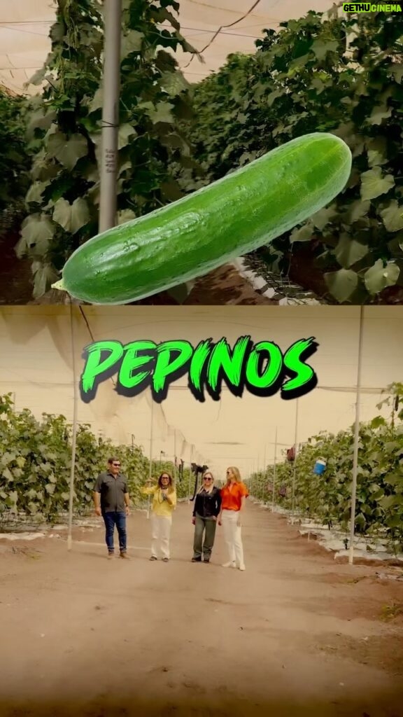 Yolanda Andrade Instagram - Pepinos 🥒 Gracias #flowerproduce #yosoysinaloa Las características del suelo, infraestructura de producción, empaque y el uso de riego de alta tecnología han permitido cumplir los estándares de calidad que el mercado internacional exige. @flor.rivas.ibarra @montserrat33 @yolandaamor