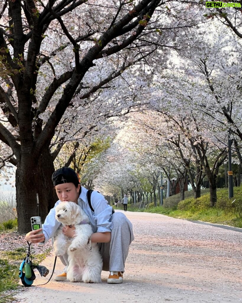 Yoon Bo-mi Instagram - 설탕아벚꽃보러같이가줘서고마워🫶🌸