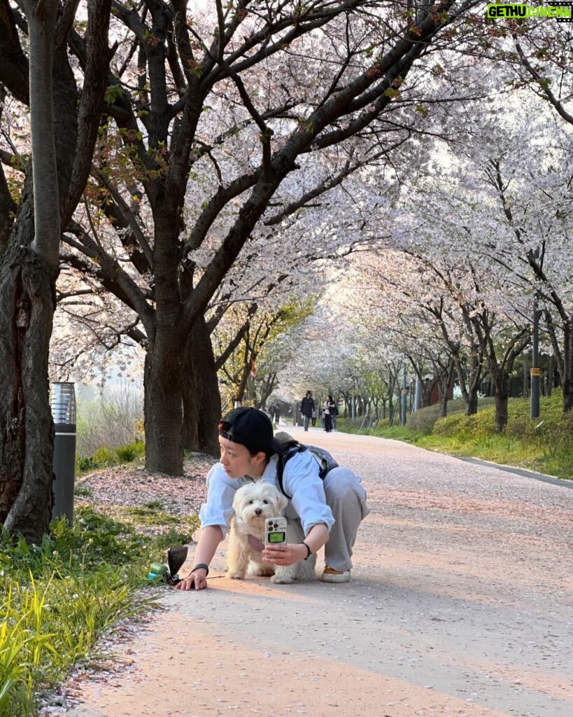 Yoon Bo-mi Instagram - 설탕아벚꽃보러같이가줘서고마워🫶🌸