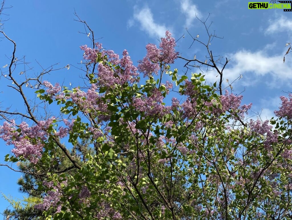 Yoon Seung-ah Instagram - 🩵 지구의 날_조금 더 아끼고 사랑하면 좋겠다. 아이슬란드 아이슬란드의 밤 레이카비크 라일락 좋아하는 노을 보고싶은 밤비 우리 틴틴이 머리 무슨일? 동안 부 _아프지마 생긴거랑 다르게 마이웨이 좋은것 만 보여주고 싶은 우리집 제일 귀여운 애 🩵