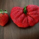 Yu Shirota Instagram - What the… どんだけー #こう見えて左の子もとっても大きいんだよ #イチゴ #苺 #fresa #strawberry #一粒5カロリーって知ってた ? #右の子はたぶん20カロリー #きゃわ