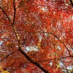 Yuka Itaya Instagram - 今年は夏が暑かったから、葉っぱが乾燥して 紅葉も瑞々しさが足りない、と聞いた。 それでもやはり美しく、ため息が出た。 来年も健やかに見ることができますように。