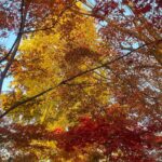 Yuka Itaya Instagram - 今年は夏が暑かったから、葉っぱが乾燥して 紅葉も瑞々しさが足りない、と聞いた。 それでもやはり美しく、ため息が出た。 来年も健やかに見ることができますように。