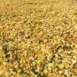 Yuka Itaya Instagram - 今年は夏が暑かったから、葉っぱが乾燥して 紅葉も瑞々しさが足りない、と聞いた。 それでもやはり美しく、ため息が出た。 来年も健やかに見ることができますように。