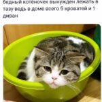Yuliya Solomonova Instagram - Окончено время дневных забот, Ночь сладкая, как нирвана, И спит на подушечке чёрный кот, Ленивый король дивана. В старинном камине погас огонь, Домашних накрыла дрёма… И снится коту, что он - белый конь, Сокровище ипподрома! Он белый, он мышечный, он бегун, Стремительный, резкий, чёткий, И шейхи глядят на него с трибун И перебирают чётки. Последний забег, кубок взят, и вот - Ночь сладкая, как нирвана! И снится коню, что он - чёрный кот, Ленивый король дивана. #СолаМонова НАПОМИНАЛОЧКА: Мой концерт 16 мая в БЕЛГРАДЕ. Ссылка в шапке профиля ❤️