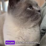 Yuliya Solomonova Instagram - Окончено время дневных забот, Ночь сладкая, как нирвана, И спит на подушечке чёрный кот, Ленивый король дивана. В старинном камине погас огонь, Домашних накрыла дрёма… И снится коту, что он - белый конь, Сокровище ипподрома! Он белый, он мышечный, он бегун, Стремительный, резкий, чёткий, И шейхи глядят на него с трибун И перебирают чётки. Последний забег, кубок взят, и вот - Ночь сладкая, как нирвана! И снится коню, что он - чёрный кот, Ленивый король дивана. #СолаМонова НАПОМИНАЛОЧКА: Мой концерт 16 мая в БЕЛГРАДЕ. Ссылка в шапке профиля ❤️