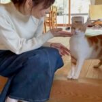 Yuriko Ishida Instagram - およそ一年前の大谷家。 ちびた(ソイ)との再会のシーン🐈👏🏻😊 この後ろ側に哲也さんの白磁とグリーンが いくつも並んでます。 大谷家で息づく作品とグリーンたちは ほんとうにのびのびと幸せそうなんです。 それにしても、ちびた(ソイ) きみのずっとのおうちは本当に素敵だわ。 #そいちびたとの再会
