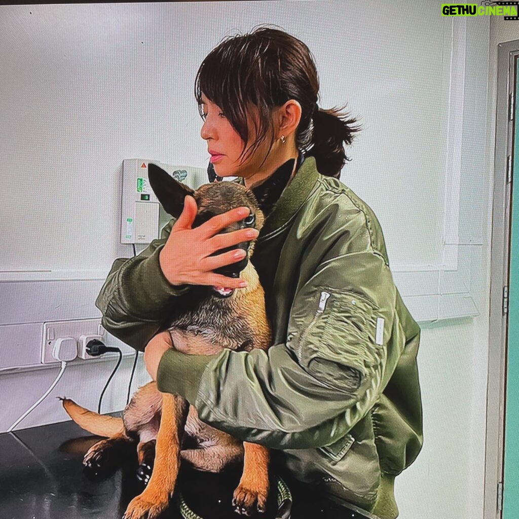 Yuriko Ishida Instagram - クリスマスイブです。子供の頃は一年で一番楽しみにしていた夢のような一日。大人になった今は、 終わりゆくこの一年に想いを馳せながら、いつも通りに過ごしております👏🏻🎄 さて お知らせです❗️ 「石田ゆり子　世界の犬と猫を抱きしめる 〜イギリス編」 先日行っていたイギリスはこのドキュメンタリーの撮影の為でした。 動物愛護先進国イギリス🇬🇧 この国の犬たち猫たちを取り巻く環境、そこで働く素晴らしいかたがたに会いに行ってきました。 どれも、わたしにとって宝物のような経験ばかりです。1人でも多くの皆さんに見ていただきたいです。 たくさんの犬たち猫たちも登場します。 イギリス編というからには次もあるのか？ それは神のみぞ知る…見てくださった皆様の感想次第かと思われます。ぜひお見逃しなきよう。 NHK BS 12/29(金) よる9時〜10:29 再放送　BSPプレミアム4K 2024.1/3(水) よる7:30〜8:59 BSです！お間違いなきよう🙏🏻🙏🏻 #石田ゆり子世界の犬と猫を抱きしめる #制作統括は山田あかねさん