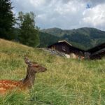 Yvonne Strahovski Instagram - There’s tooooo many shots to choose from #frenchalps #france🇫🇷 #parcdemerlet ps second slide with video of squeaky deer in background oh my heart