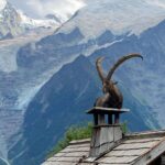 Yvonne Strahovski Instagram - It’s not every day you come across a giant mountain goat sitting on a roof with the French Alps in the background I mean CMON !! Are you kidding me France !? #photooftheday
