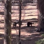 Yvonne Strahovski Instagram – Hey Bear #sequoianationalpark