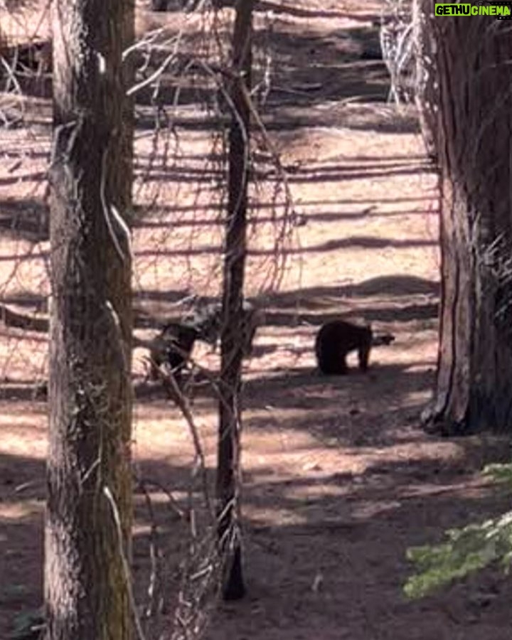 Yvonne Strahovski Instagram - Hey Bear #sequoianationalpark