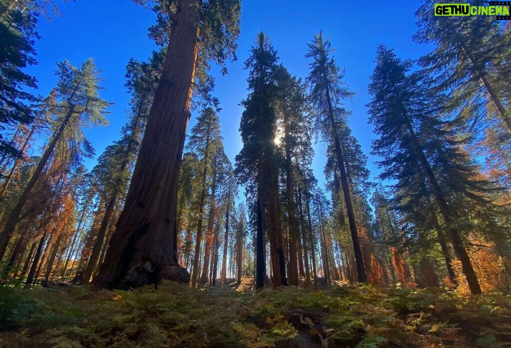 Yvonne Strahovski Instagram - #sequoianationalpark