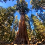 Yvonne Strahovski Instagram – Hey Bear #sequoianationalpark