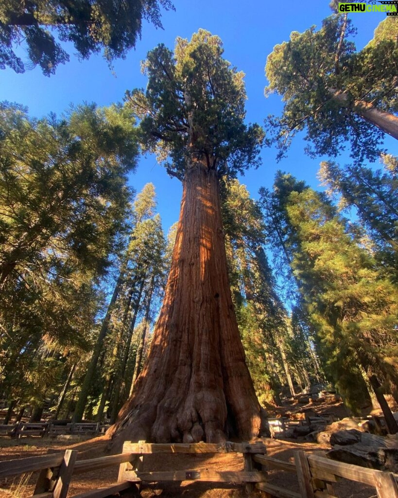 Yvonne Strahovski Instagram - Hey Bear #sequoianationalpark