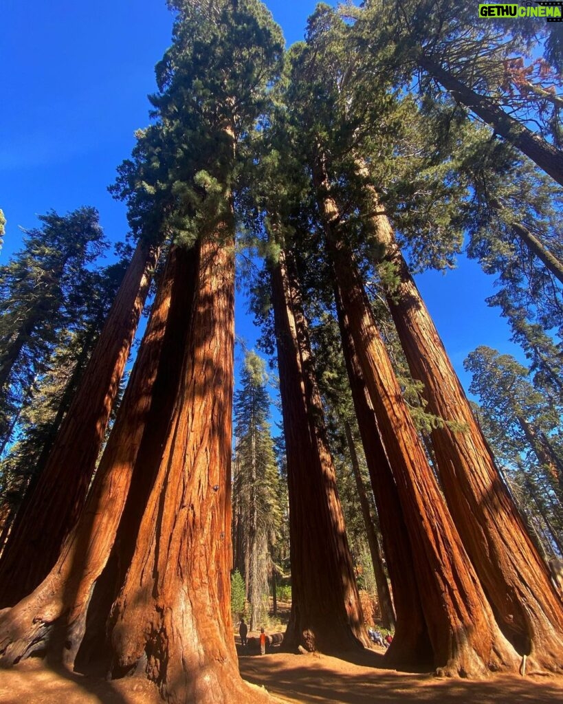 Yvonne Strahovski Instagram - Hey Bear #sequoianationalpark