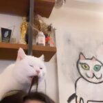Zeynep Çamcı Instagram - Kedatin bakım🧴Kuaförümü çok sormuşsunuz gardaş🐈🌹📿