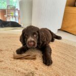 Abbie Chatfield Instagram - WELCOME TO THE FAMILY MY BEAUTY CHEEKY PERFECT ANGEL GIRL DAISY!!!! My perfect little princess has already brought so much joy to my life, and now that she is settled with Mr Walters, I have noticed such a difference in him 😭 They play together, annoy mummy together, chase turkeys together, Walter teaches Daisy manners and they both make each other (and me) so happy. They are perfect together and have the happiest little lives. Getting the house puppy ready with all the essentials couldn’t’ have been easier with the @Petbarn team - now that Daisy girl is with us, I have a strong feeling our visits to Petbarn will double 🫡🫡🫡 and tbh Walter and I love it 🥲   #AD  #Petbarn  #PetsLovePetbarn  #PetbarnAustralia