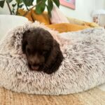 Abbie Chatfield Instagram - WELCOME TO THE FAMILY MY BEAUTY CHEEKY PERFECT ANGEL GIRL DAISY!!!! My perfect little princess has already brought so much joy to my life, and now that she is settled with Mr Walters, I have noticed such a difference in him 😭 They play together, annoy mummy together, chase turkeys together, Walter teaches Daisy manners and they both make each other (and me) so happy. They are perfect together and have the happiest little lives. Getting the house puppy ready with all the essentials couldn’t’ have been easier with the @Petbarn team - now that Daisy girl is with us, I have a strong feeling our visits to Petbarn will double 🫡🫡🫡 and tbh Walter and I love it 🥲   #AD  #Petbarn  #PetsLovePetbarn  #PetbarnAustralia