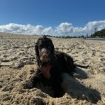 Abbie Chatfield Instagram - If ur feeling depressed or simply in ur luteal phase I highly recommend watching dogs frolic x