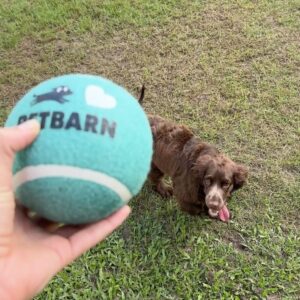Abbie Chatfield Instagram - WELCOME TO THE FAMILY MY BEAUTY CHEEKY PERFECT ANGEL GIRL DAISY!!!! My perfect little princess has already brought so much joy to my life, and now that she is settled with Mr Walters, I have noticed such a difference in him 😭 They play together, annoy mummy together, chase turkeys together, Walter teaches Daisy manners and they both make each other (and me) so happy. They are perfect together and have the happiest little lives. Getting the house puppy ready with all the essentials couldn’t’ have been easier with the @Petbarn team - now that Daisy girl is with us, I have a strong feeling our visits to Petbarn will double 🫡🫡🫡 and tbh Walter and I love it 🥲
 
#AD  #Petbarn  #PetsLovePetbarn  #PetbarnAustralia