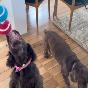Abbie Chatfield Instagram - WELCOME TO THE FAMILY MY BEAUTY CHEEKY PERFECT ANGEL GIRL DAISY!!!! My perfect little princess has already brought so much joy to my life, and now that she is settled with Mr Walters, I have noticed such a difference in him 😭 They play together, annoy mummy together, chase turkeys together, Walter teaches Daisy manners and they both make each other (and me) so happy. They are perfect together and have the happiest little lives. Getting the house puppy ready with all the essentials couldn’t’ have been easier with the @Petbarn team - now that Daisy girl is with us, I have a strong feeling our visits to Petbarn will double 🫡🫡🫡 and tbh Walter and I love it 🥲
 
#AD  #Petbarn  #PetsLovePetbarn  #PetbarnAustralia
