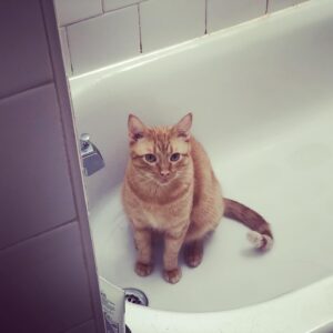Abby Wilde Instagram - Hope you’re all making space for alone-time and self-care. #dammitwatson #catstagram
