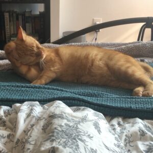 Abby Wilde Instagram - Your regularly scheduled cat spam. #catstagram #dammitwatson