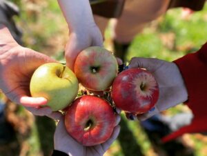 Abby Wilde Instagram - I autumned hard this year. A beautiful day of apple-picking was had yesterday with the crew at @wilkensfarm! Photos by the lovely @lisalagrande2. (Fun times include d the lovely @ inkphemeral, who CANNOT BE TAGGED.)

#latergram #autumn #applepicking  #adventures