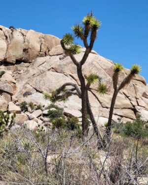 Abigail Savage Instagram - Had a beautiful visit to Joshua Tree last week. Also I love Cacti. And I took a.good picture of Caitlin.
