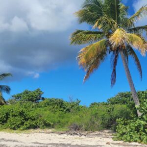 Abigail Savage Instagram - I can't believe it's already been over a week since we got back from Vieques! Beautiful beaches, semi-wild horses, and noisy roosters. Great Christmas 😍🎄
