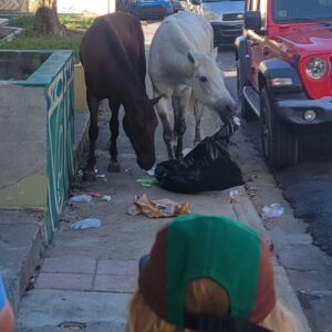 Abigail Savage Instagram - I can't believe it's already been over a week since we got back from Vieques! Beautiful beaches, semi-wild horses, and noisy roosters. Great Christmas 😍🎄