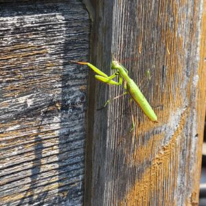 Abigail Savage Instagram - Praying Manti. Mantii? Mantises?