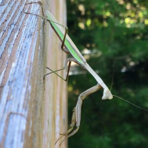 Abigail Savage Instagram - Praying Manti. Mantii? Mantises?