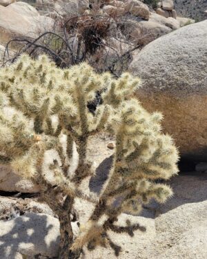 Abigail Savage Instagram - Had a beautiful visit to Joshua Tree last week. Also I love Cacti. And I took a.good picture of Caitlin.
