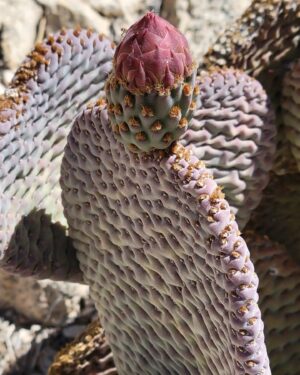 Abigail Savage Instagram - Had a beautiful visit to Joshua Tree last week. Also I love Cacti. And I took a.good picture of Caitlin.