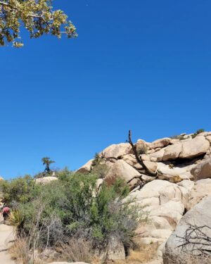 Abigail Savage Instagram - Had a beautiful visit to Joshua Tree last week. Also I love Cacti. And I took a.good picture of Caitlin.