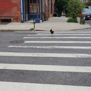 Abigail Savage Instagram - Random chicken. Red Hook.