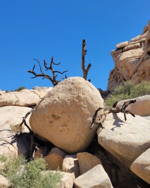Abigail Savage Instagram - Had a beautiful visit to Joshua Tree last week. Also I love Cacti. And I took a.good picture of Caitlin.