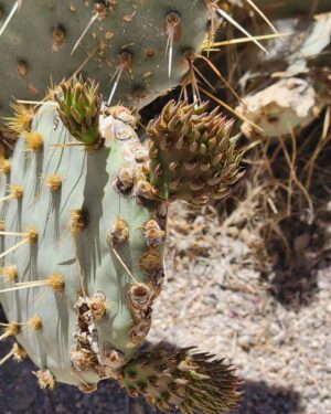Abigail Savage Instagram - Had a beautiful visit to Joshua Tree last week. Also I love Cacti. And I took a.good picture of Caitlin.