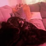 Abigail Breslin Instagram - the babies.