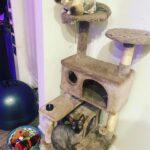 Abigail Breslin Instagram - They were both groomed today and it’s a mutiny situation. My husband isn’t home yet and I’m outnumbered.