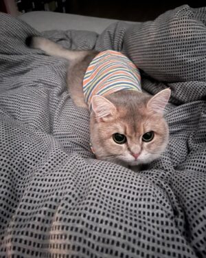 Adela Sou Instagram - 來自 #樹娃 的鄭重拒絕 ⛔️
真是有脾氣的小貓咪🐈

奈何麻mi太愛你了💕 #福徳春樹
@fukutokuharuki