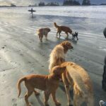 Adeline Rudolph Instagram - Ocean, climbing, dogs.